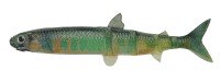 IMAKATSU Javallon 85 Super Real 3D Realism (Feco) #S-577 3DR Ghost Oikawa (6pcs)