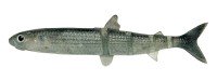 IMAKATSU Javallon 85 Super Real 3D Realism (Feco) #S-608 3DR Ghost Bora (6pcs)