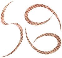 START KN-24 Silicone Necktie Curly #24 Gold Red SK