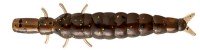 NIKKO Zaza Mushi Worm Dappy Kurokawa Mushi L 1.5'' #C03 Mud Bug