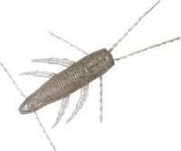 DAIWA Steez Bramo 1.7'' #Copper Shrimp