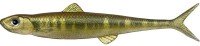 EVERGREEN Last Ace 110F #77 Keta Bass