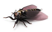 JACKSON Namazemi # NNZ Kempfer Cicada