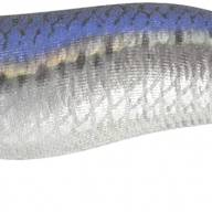 Yamashita Egi Oh Live 3.5 – 10,5 Cm – 21 G – Corps Lumineux – Silencieux – Pour Pêche Sportive
