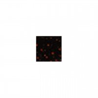 TIEMCO Flapping Hog FH-07-051TBlack / DR