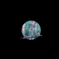 AWABI HONPO Awabi Sheet Mexico Oval #Black