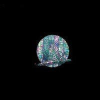 AWABI HONPO Awabi Sheet Mexico Oval #Black