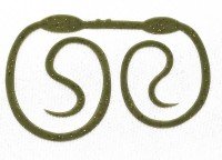 SASA LABO CSC-05 Cobra Slim Curly #05 Nori Green