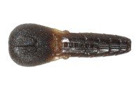 ISSEI AK Punch 2.8"' #65 Dark Pumpkin BLF (5pcs)