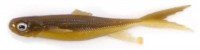 SIGNAL Multi Shad 5" PVC #Brown Shad