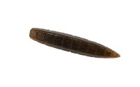 OTHER BRANDS GALAPAGOS Okura Stick 3.2'' #17 Nama Ebi