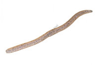 JACKALL Flick Shake 3.8 Streaks Ebi Shrimp