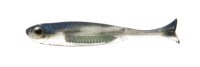 FISH ARROW Flash-J Huddle SW 1 #105