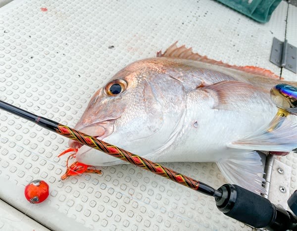 OTHER BRANDS MIYAICHI Red Sea Bream RSB-610L-S