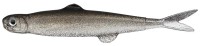 EVERGREEN Last Ace 45 #57 Trick Shad