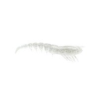STORM 360 GT Tea Shrimp 8 pCSPU03-CLH