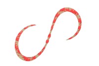 JACKALL BinBin Dama Custom Necktie Curly #F-0350 Ebi Chili