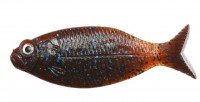 DSTYLE Gilluula 3.5" #Scappanon Blue Flake