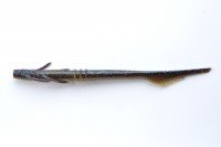 GETNET GN25 Juster Crawler 6.7 #18 JUVENILA Fresh Water Goby