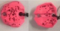 NEO STYLE NST Premium Brass 0.75g #81SP Erotic Pink GL