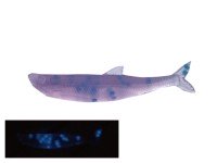 LITTLE JACK Modelism Zako 1.4'' #04 UV Dot Glow