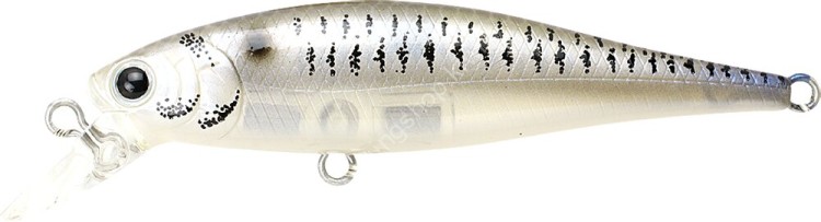 LUCKY CRAFT Pointer 65SP #Live Striped Shad