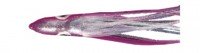 YAMASHITA LP Tako・Aurora 3 #K702