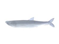 LITTLE JACK Modelism Zako 1.4'' #07 Clear