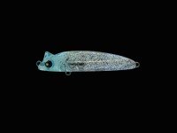 LEGARE Raptor50SS #036 Blue Sundae