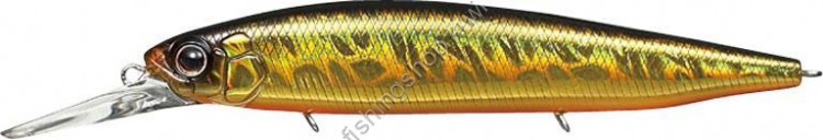 EVERGREEN Faith #211 Golden Shiner