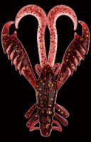 BAIT BREATH Virtual Craw 3.6 S834 Cola BLP / GOAPC