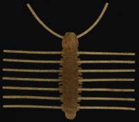 IMAKATSU Pellet Bug # S-356 Laydown Shrimp