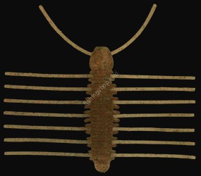 IMAKATSU Pellet Bug # S-356 Laydown Shrimp
