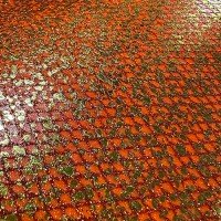 MATSUOKA SPECIAL Silicone Sheet 0.65mm #Ebi Orange Gold
