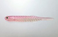 ISSEI Kaitaro Katakuchi Worm Set Hairtail 21g #3/0 + 4.5" #050 Keim Laglow