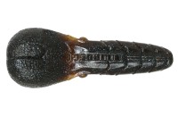 ISSEI AK Punch 3.3'' #65 Dark Pumpkin BLF