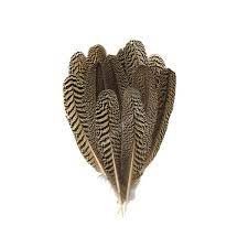 ANGLE Fly Tying Materials Peacock Quills AAA