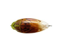 DSTYLE Piq-Seng #Evening Cicada