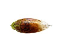 DSTYLE Piq-Seng #Evening Cicada