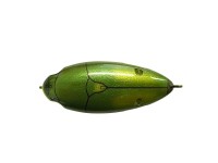 DSTYLE Piq-Seng #Drone Beetle