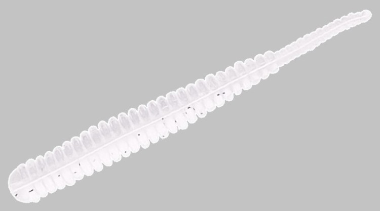 REINS Aji Adder Pro 3'' #G17 Kitokito White Ebi Lures buy at ...