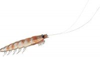 DAIWA Kaiteki Real Okiami Worm 3L #Nama Okiami