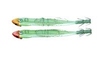 DUEL Bait Wrapping Squid SUTTE NP Y2 Luminous