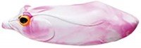 WHIPLASH FACTORY Funny Face Pop #Pink / White