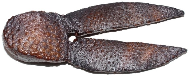 TSURIKICHI Hormone Pig Daddy Jr. #2 Unp Brown (UPB)