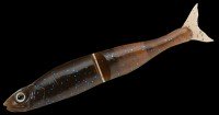 GAN CRAFT Shape-S 4.0 #11 Dark Brown / BlueF