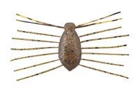 JACKALL Need Bug #Hiyake Mushi