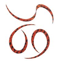 START Silicone Tie Curly #06 Brown Zebra