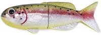 CAPS Fish Magnet Rainbow Trout