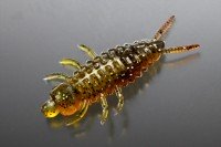 ISSEI bibibi Chu 1.8" #12 Katsu Ebi
